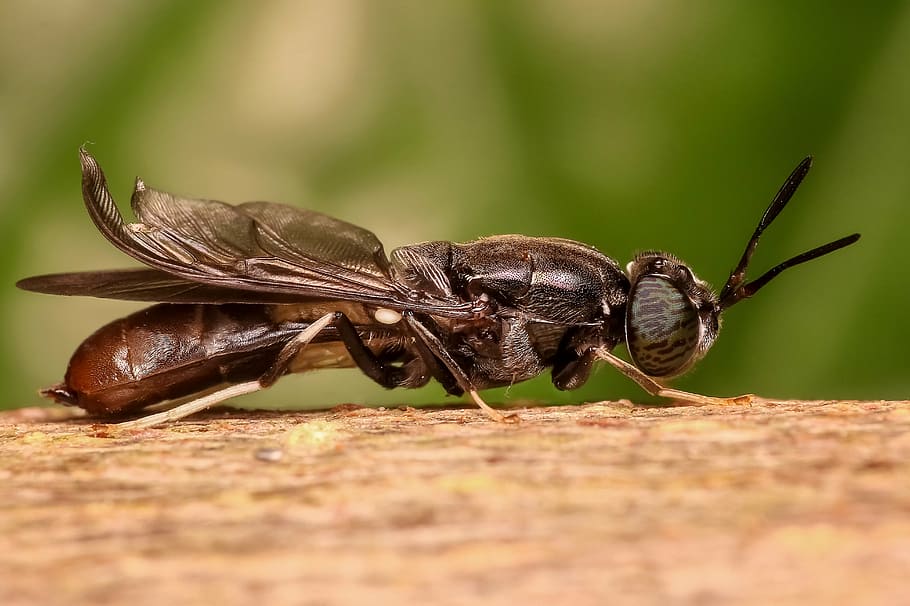 selective, focus photography, soldier, fly, perched, brown, tree bark, soldier fly, insect, macro