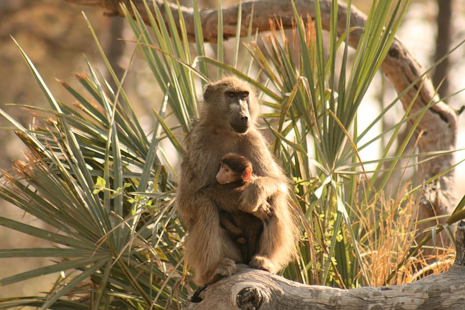 Baboon, Wildlife, Primate, mother, baby, africa, nature, animal wildlife, animals in the wild, monkey