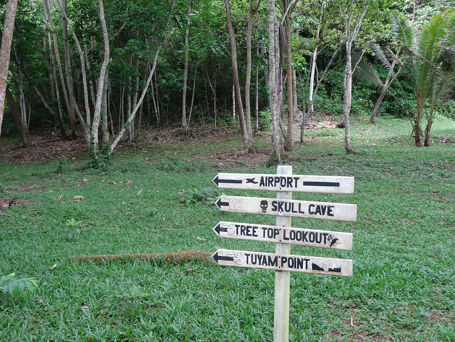 doini island, papua new guinea, oceania, airport sign, plant, text, communication, land, sign, tree