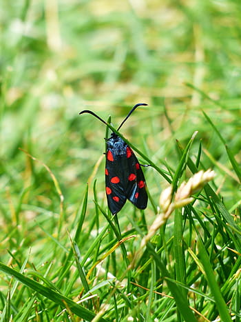 butterfly-red-black-spotted-royalty-free-thumbnail.jpg