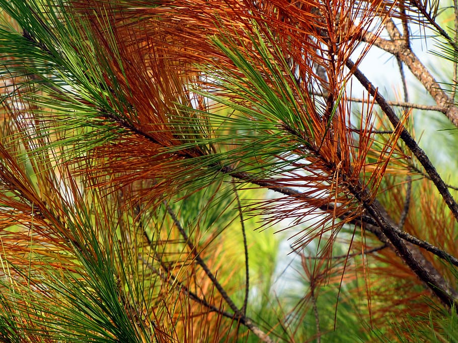 close-up photo, green, red, leaf plants, daytime, pine, tree, pine needles, nature, pine branch