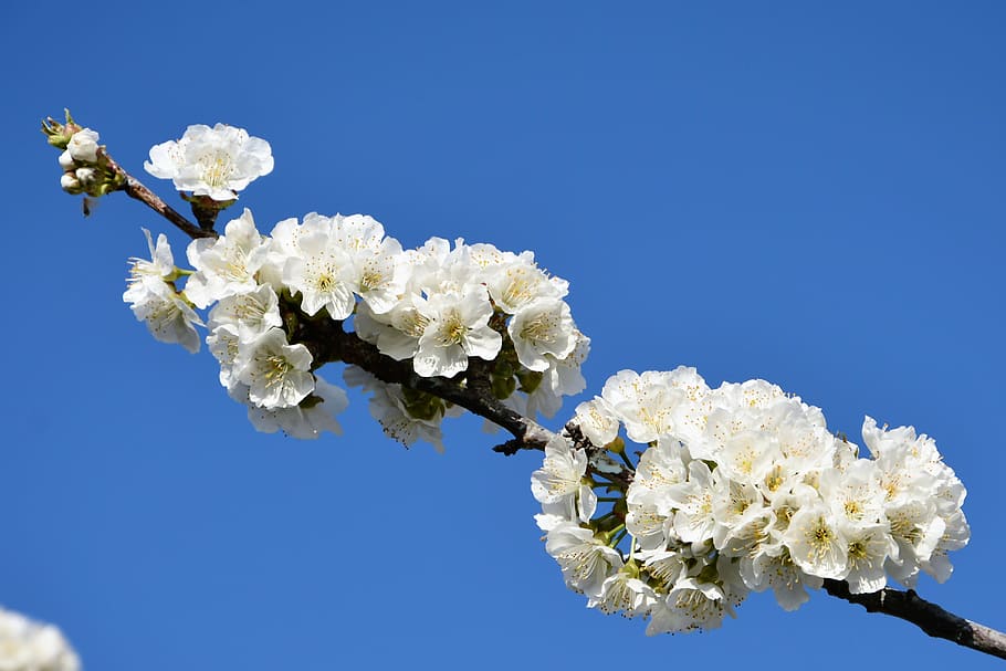 cereza, flor, ramita, primavera, naturaleza, flores de primavera, jardín, macro, cerrar, planta