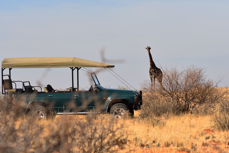 giraffe, safari, africa, savannah, wilderness, nature, landscape, african, wild, tall
