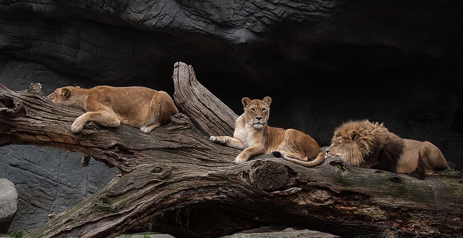 lion, two, lioness, lying, tree, predator, female, male, wild animal, zoo