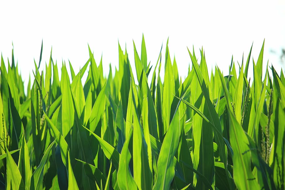 green, grass vector art, plant, leaf, corn, cornfield, fodder maize, corn leaves, corn cultivation, green color