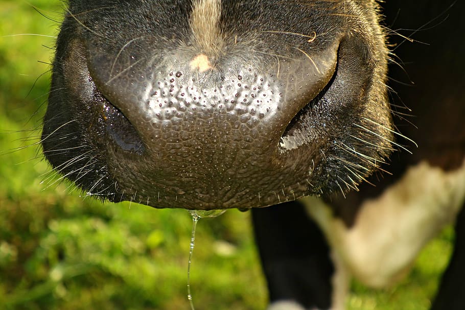 cow, animal, mammal, cattle, livestock, nose, cow nose, whiskers, sensitive, slime