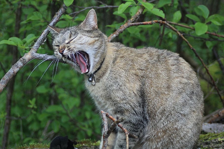 cat, meow, snarling, one animal, domestic cat, animal themes, feline, mammal, day, outdoors