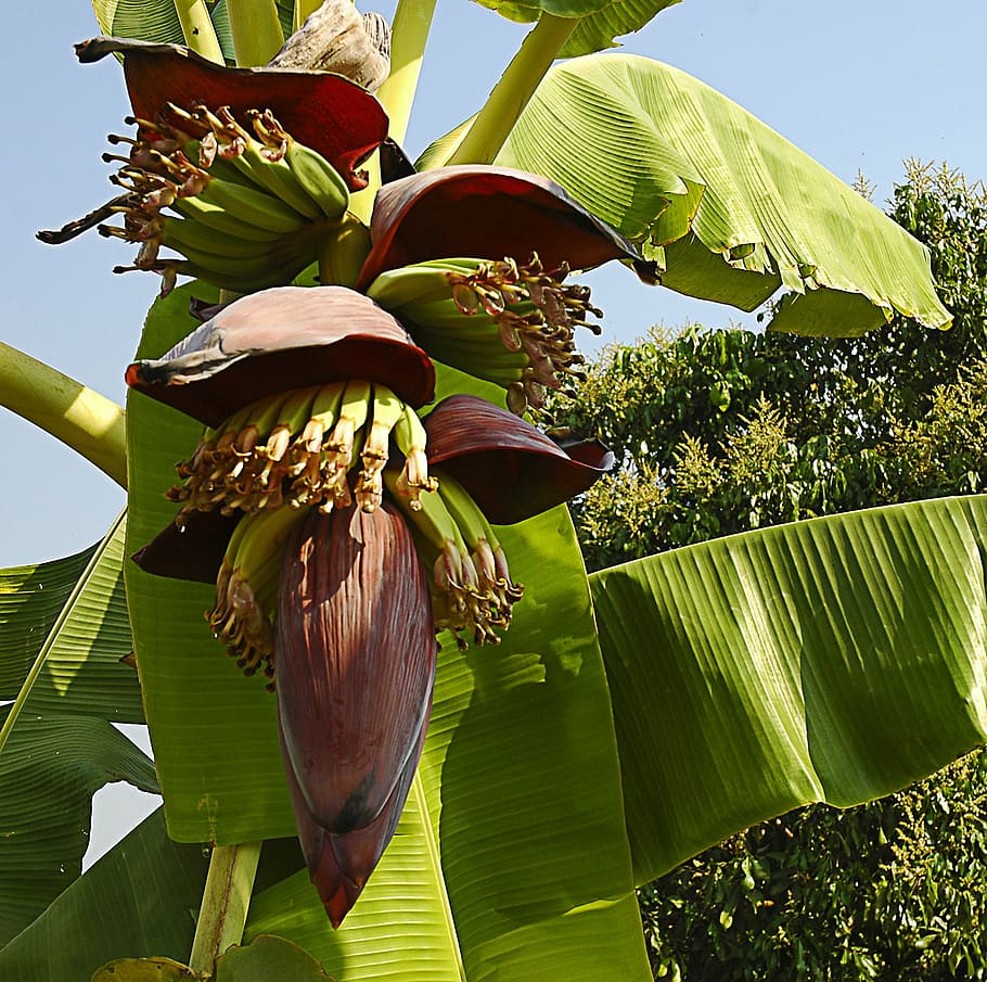 Flor de plátano, pequeños plátanos, arbustos, Tailandia, planta, hoja, crecimiento, parte de la planta, plátano, naturaleza