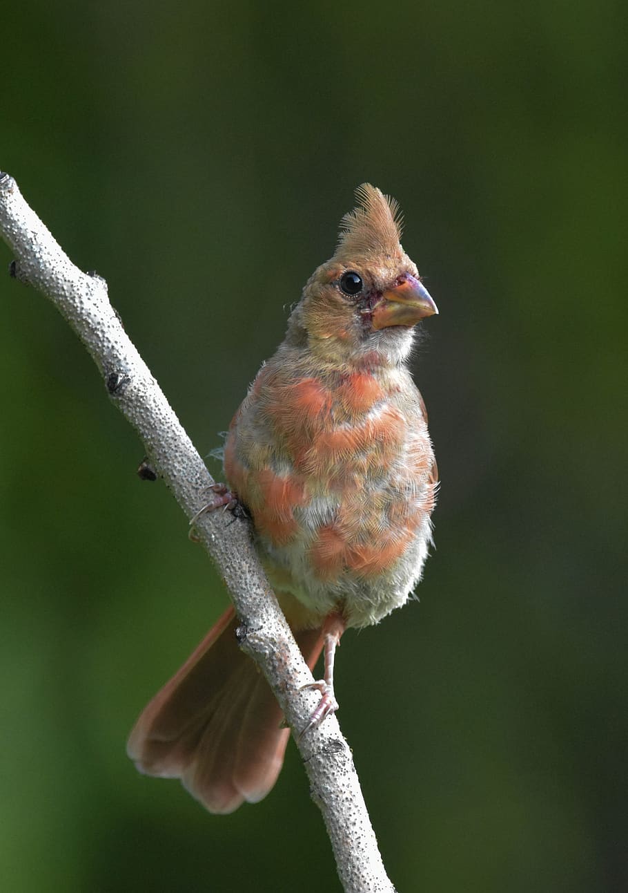 juvenile northern cardinal, perched on a branch, facing the camera, medium to dark green background, animal themes, animal, vertebrate, bird, one animal, animal wildlife