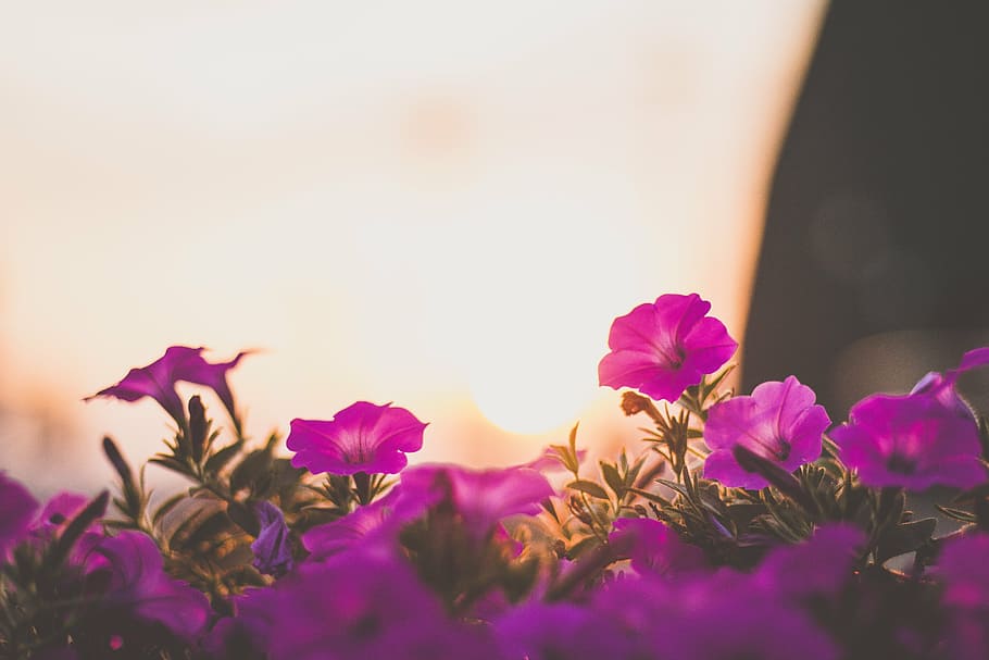 bunga ungu, selektif, fokus, fotografi, ungu, petaled, bunga, daun bunga, mekar, alam