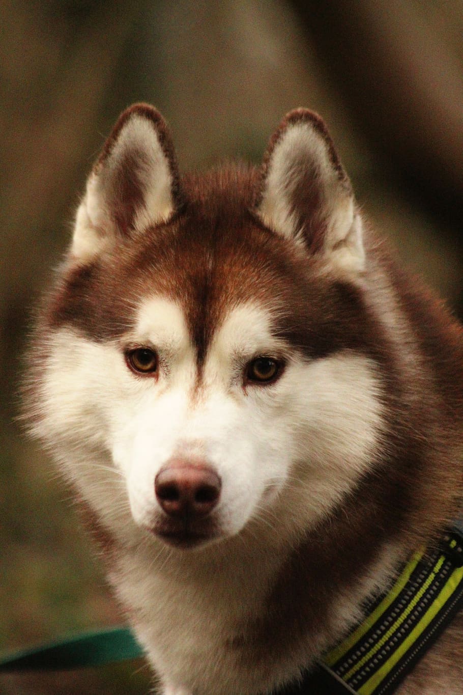 siberian husky, husky, dog, animal, pet, domestic, canine, outdoor, one animal, mammal