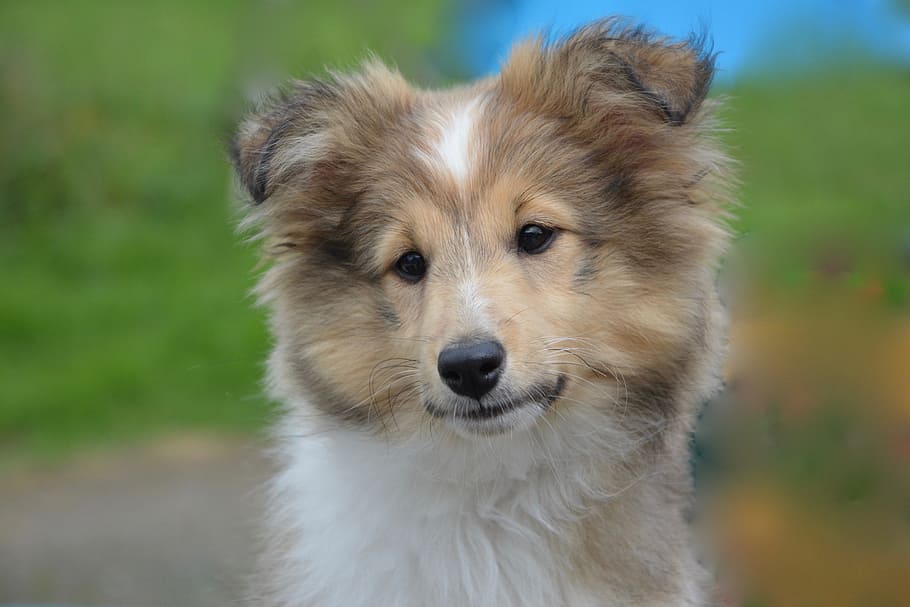 rough collie puppy, shetland sheepdog, young, puppy, dog, female, animal, domestic animal, portrait, head