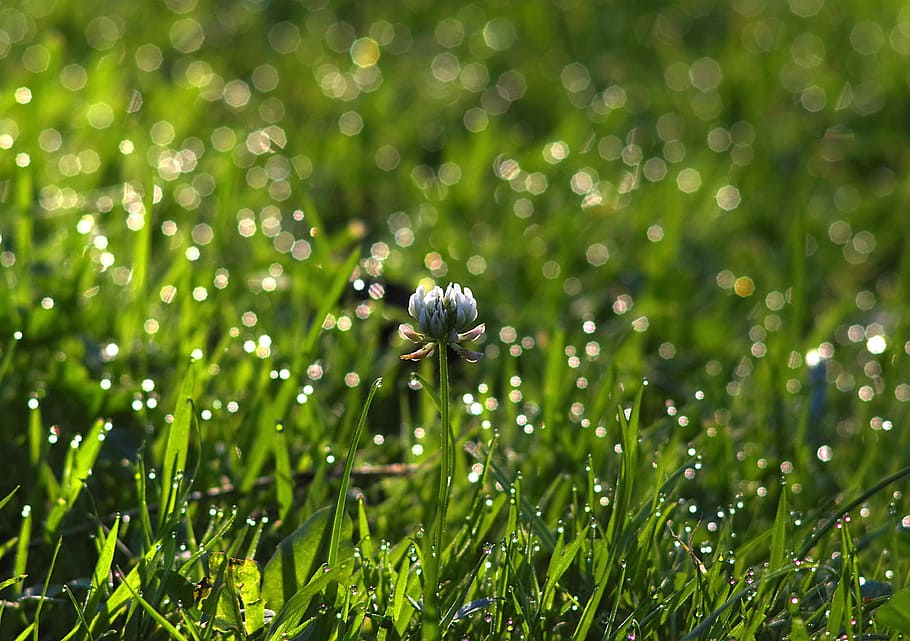 Clover, White, Grass, Shine, Bokeh, rosa, morning, meadow, green, sunrise