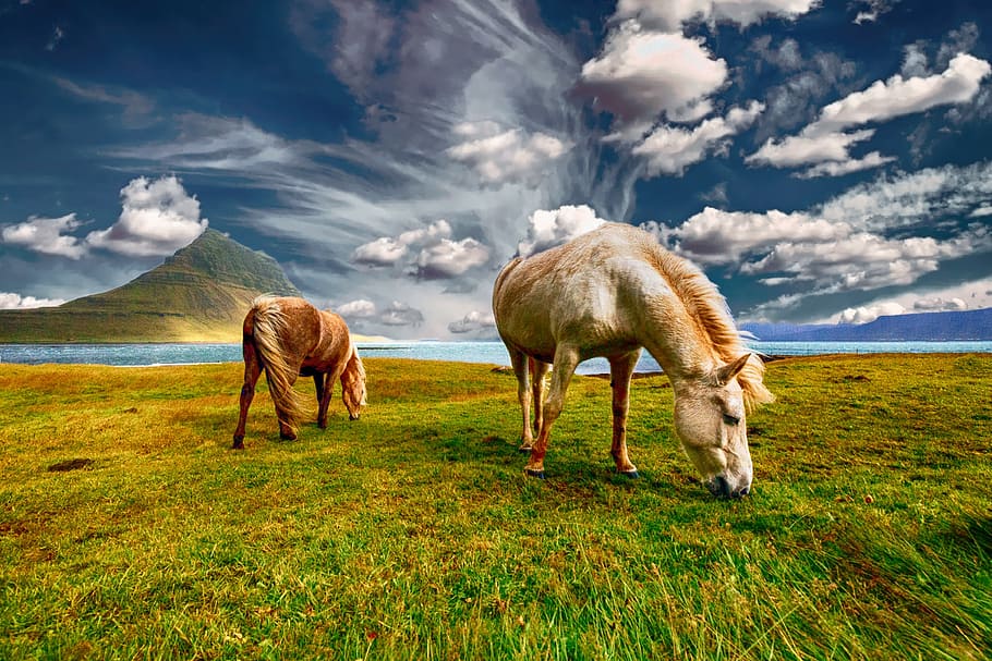 two, horses, eating, grass, landscape, nature, field, animal, countryside, meadow