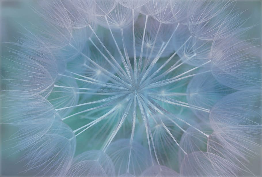 wallpaper dandelion putih, dandelion, alam, lembut, gulma, abstrak, bunga, latar belakang, halus, close-up