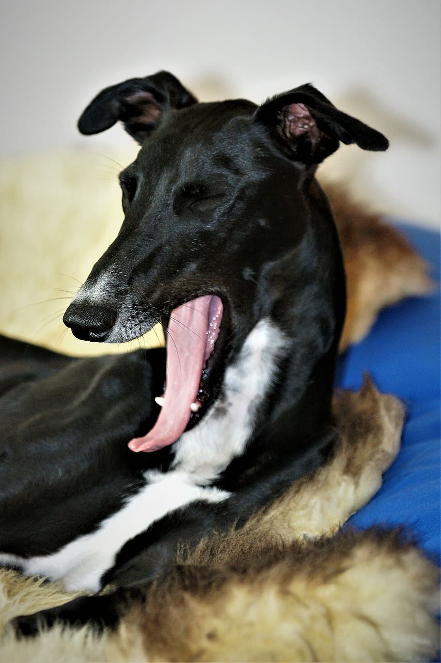 dog, galgo, greyhound, yawn, portrait, dog head, galgo espaniol, canine, pets, domestic animals