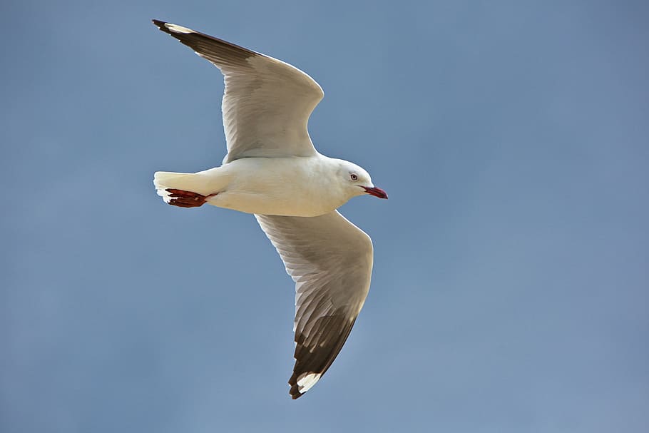 white, bird, flying, closeup, photography, black, seagull, gliding, sky, blue