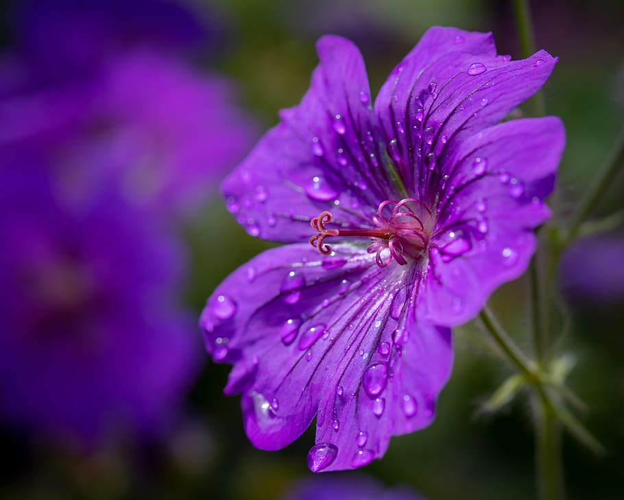 cranesbill, flor, florecer, gota de agua, gota de rocío, goteo, de cerca, planta, púrpura, violeta