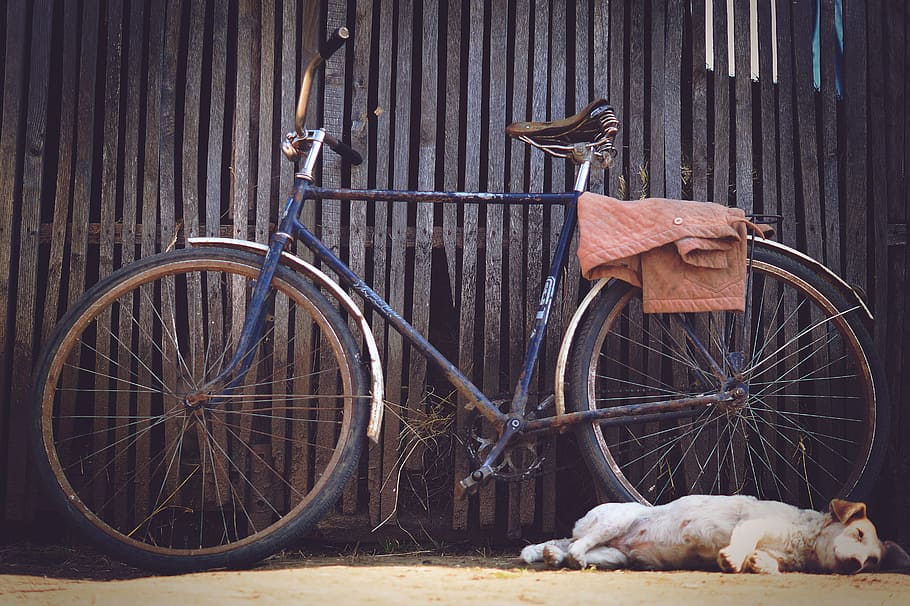 perro, durmiendo, al lado, bicicleta, establo, pueblo, granero, rústico, dormir, valla