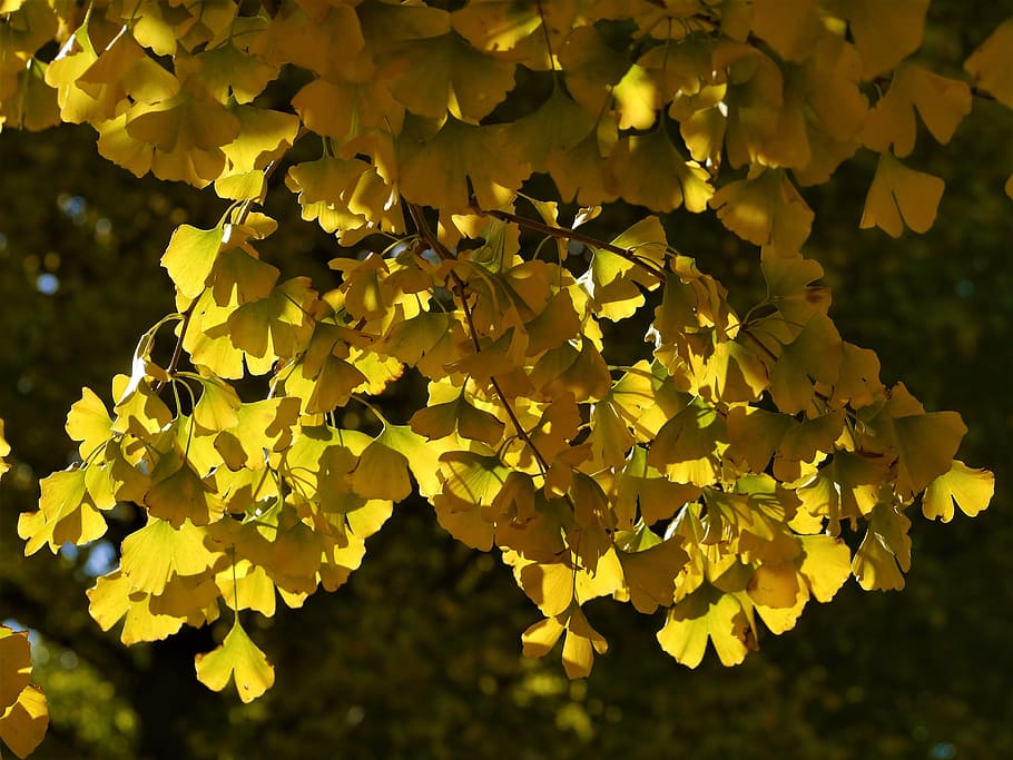 árbol de gingko, amarillo, hojas, hojas amarillas, árbol de soltera, huang, verde, rama, vena, finales de otoño
