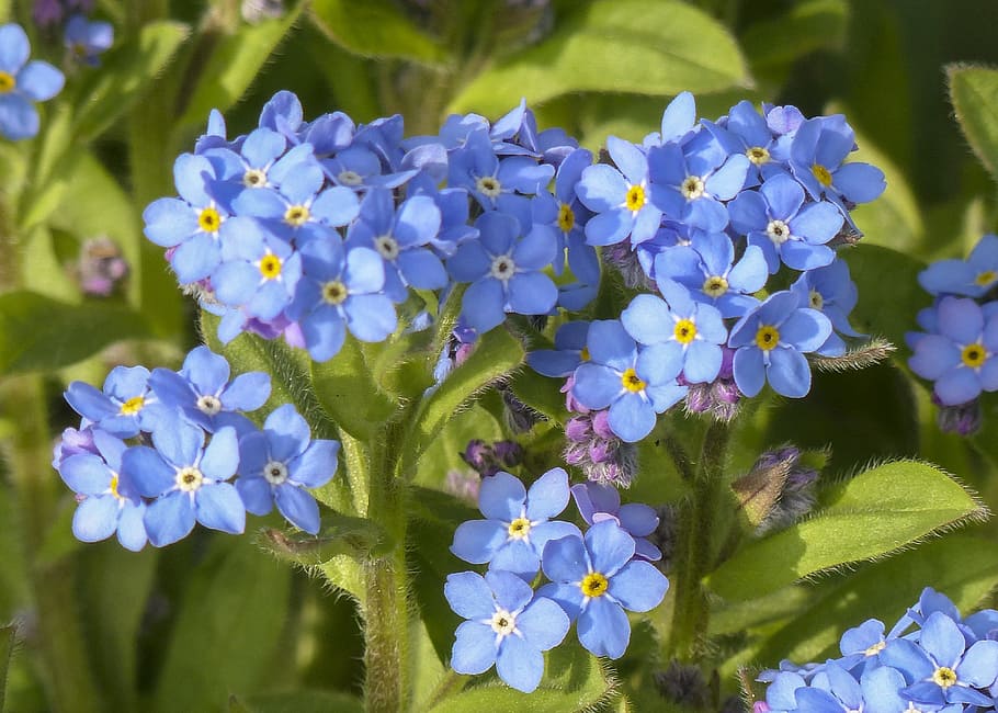 blue, petaled flowers close-up photography, forget me not, wild flower, meadow, close, spring, small, flower, cluster