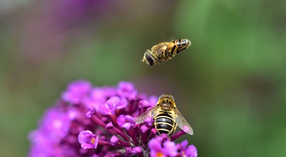 two yellow honeybees, medium wedge, spot hover fly, eristalis interrupta, hoverfly, syrphidae, fly, high flyer, insect, flying insects