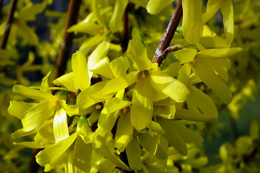 nature, plant, leaf, branch, flower, forsythia, spring, yellow, growth, beauty in nature