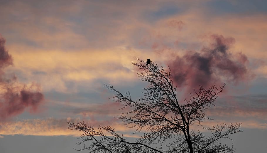 photography, tree, sunset, dawn, bird, winter, weather, cold, clouds, weather mood