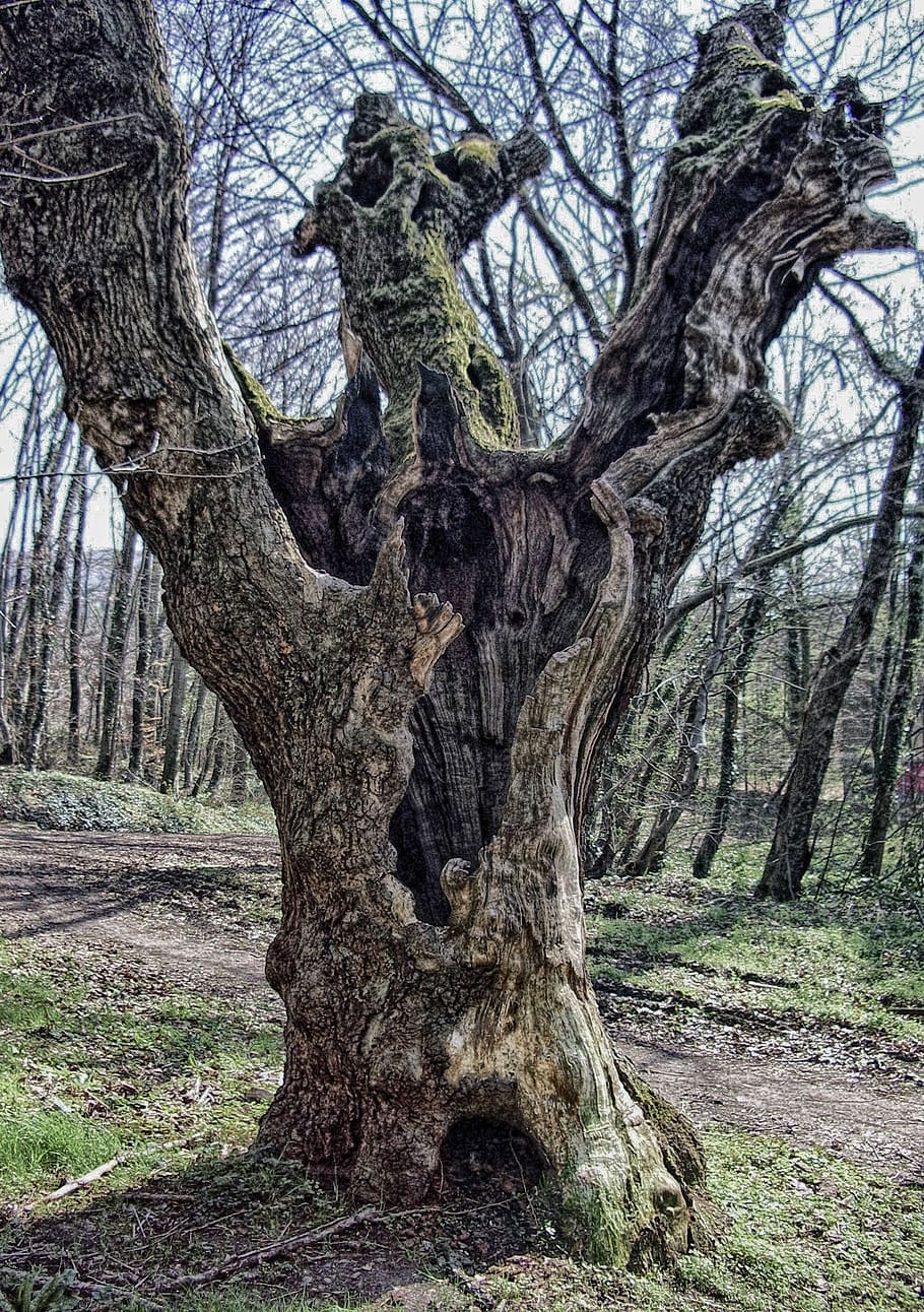 árbol, registro, otoño, antiguo, árbol muerto, Siebengebirge, Bonn, Königswinter Alemania, tronco de árbol, tronco