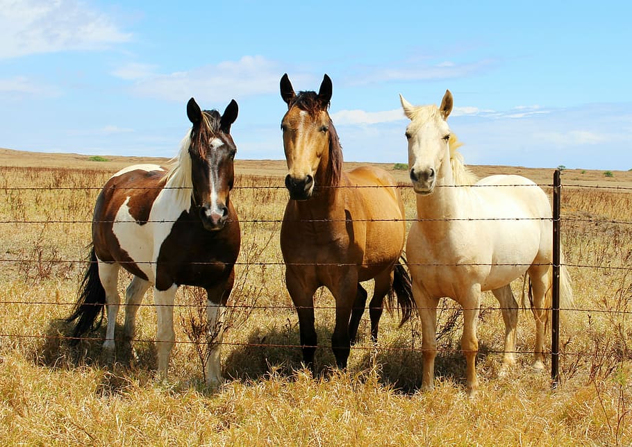 three, assorted-color horse, fence, horses, animals, pasture, horse head, stallion, domestic animals, domestic