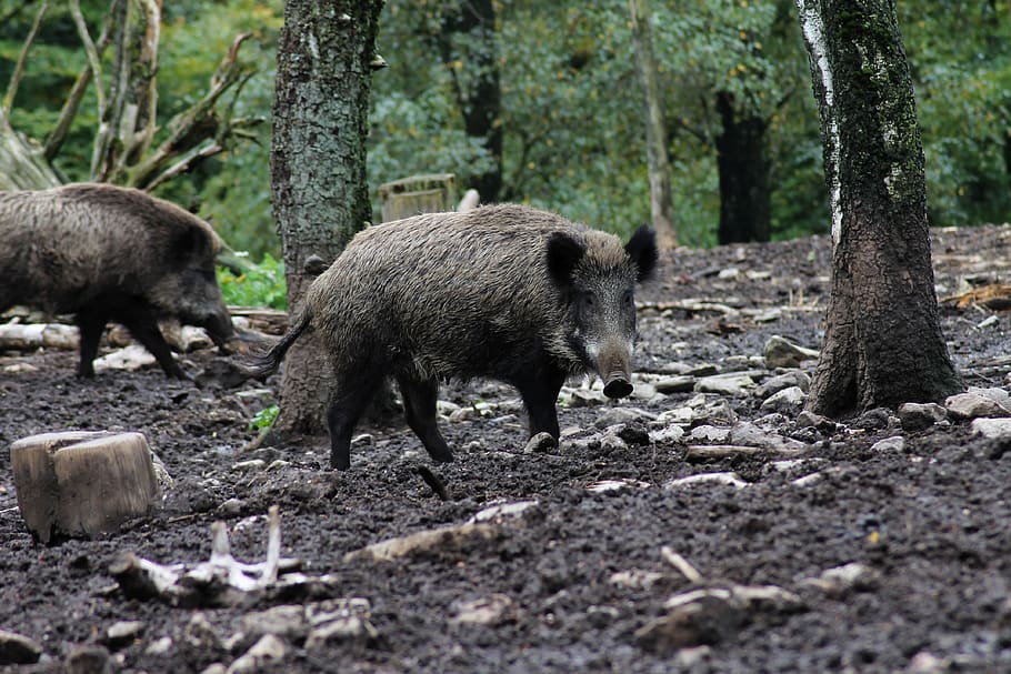 boar, animal, wild, pig, sow, nature, forest, snout, wildlife park, potzberg