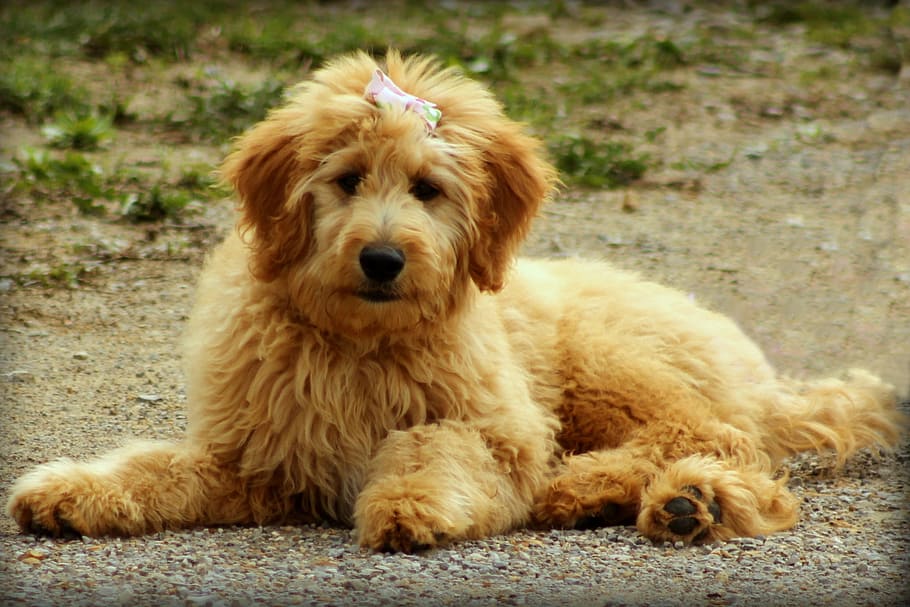 medium-coated, tan, dog, lying, dirt road, goldendoodle, puppy, doodle, animal, canine