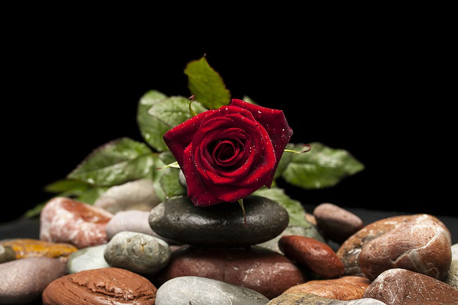 rojo, rosa, negro, piedra, flor, macro, naturaleza, cerrar, rosa roja, el jardín de rosas