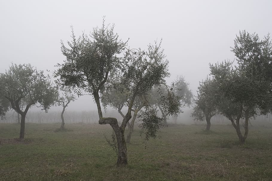 Olive Tree, Trees, Winter, Fog, agriculture, nature, landscape, italy, tree, tranquility