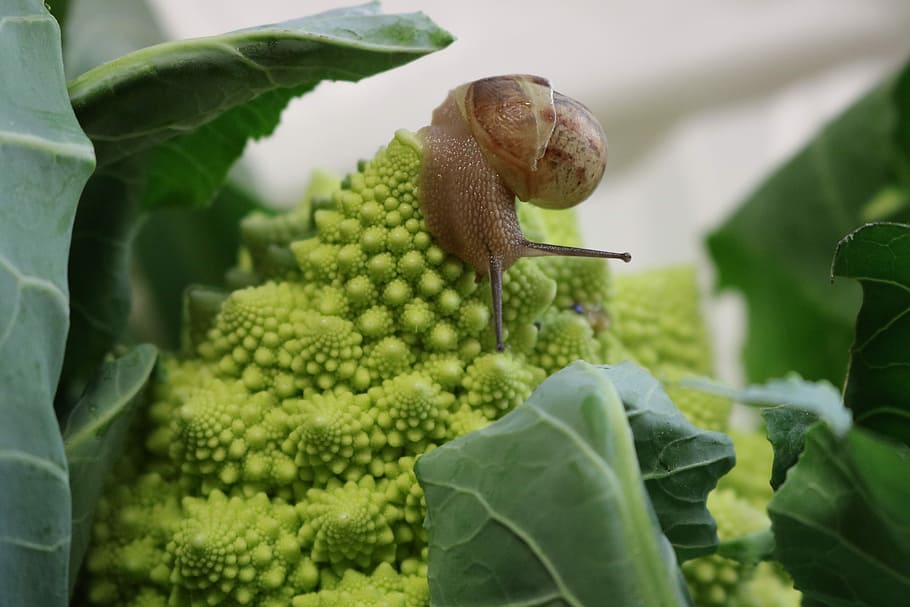 Romanesco, Snail, Shell, Nature, green, slowly, summit, cheeky, food, land snail