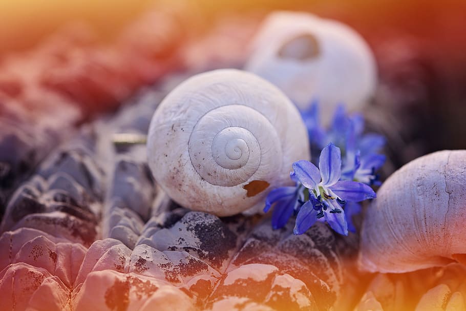 shell, empty, leave, damaged, stone, flowers, siberian blaustern, blue, nature, close