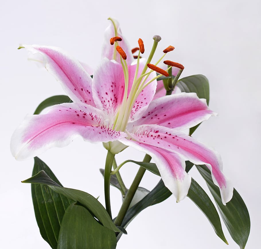 selective, focus photography, pink, stargazer lily flower, lily, blossom, bloom, flower, white, green