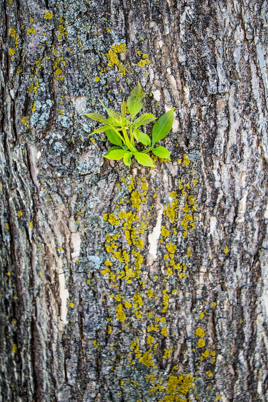 Tree, Bark, Moss, Growth, North, Nature, tree, bark, plant, environment, forest