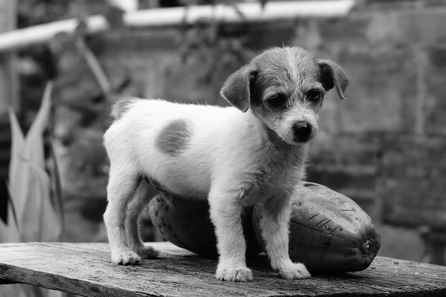 Anjing, Lapangan, Armenia, Quindio, dog, black And White, hewan, hewan peliharaan, imut, mamalia