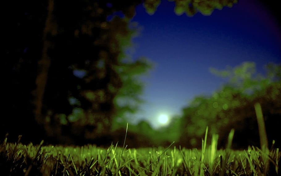 bidang rumput, hijau, pohon, bulan, bulan terbit, musim panas, lapangan, rumput, malam, senja