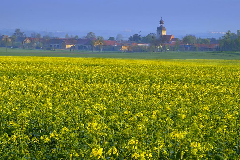 Rapeseed, Field, Agriculture, City, village, buildings, church, yellow, flowers, the cultivation of