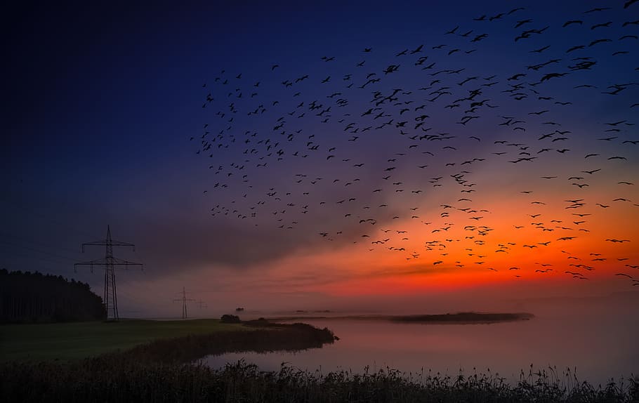 flock, black, birds, sunset, sunrise, desktop background, screen background, wallpaper, sun, mood