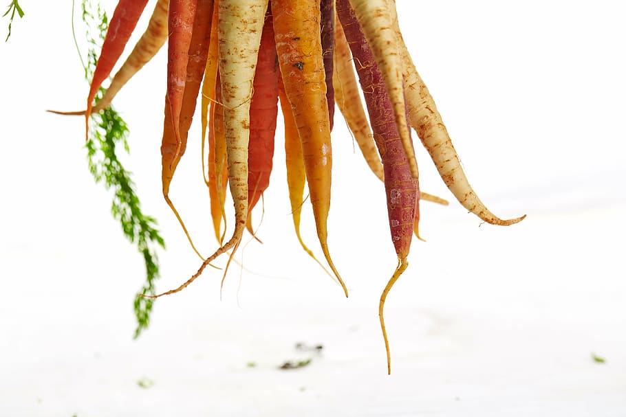 foto close-up, wortel, jeruk, hari, waktu, sayur-sayuran, tanaman, panen, putih, still