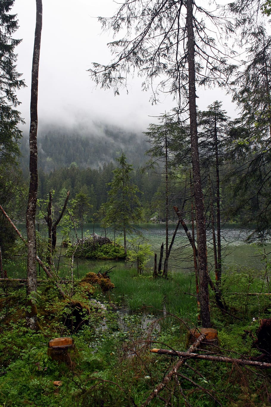 Lost, Fairy Tale Forest, Mystical, lost places, magic, ghostly, haunting, fog, witches, lake