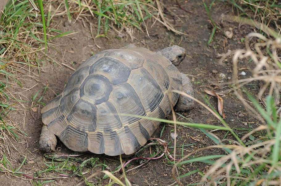 turtle, tortoise, moorish, reptile, animal, armored, creature, genuine tortoise, testudinidae, tortoise shell