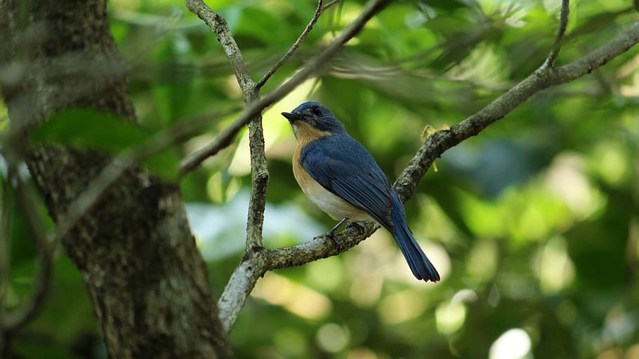 selective, focus photo, eastern, bluebird perching, branch, tree, bird, nature, wildlife, outdoors