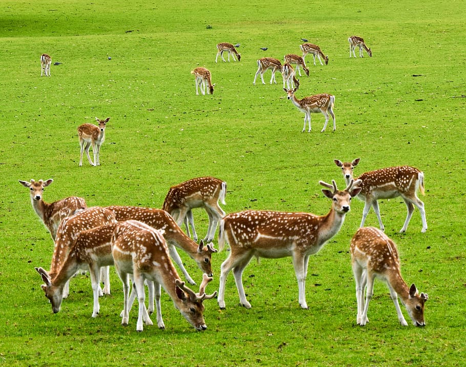 deer, animals, wild, mammal, cute, wild world, animal, animal themes, group of animals, grass