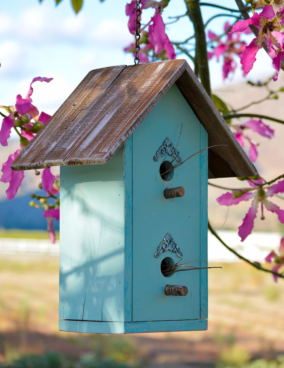 birdhouse, turquoise, wood, tree, blue, flowers, nature, wooden, structure, floss silk tree