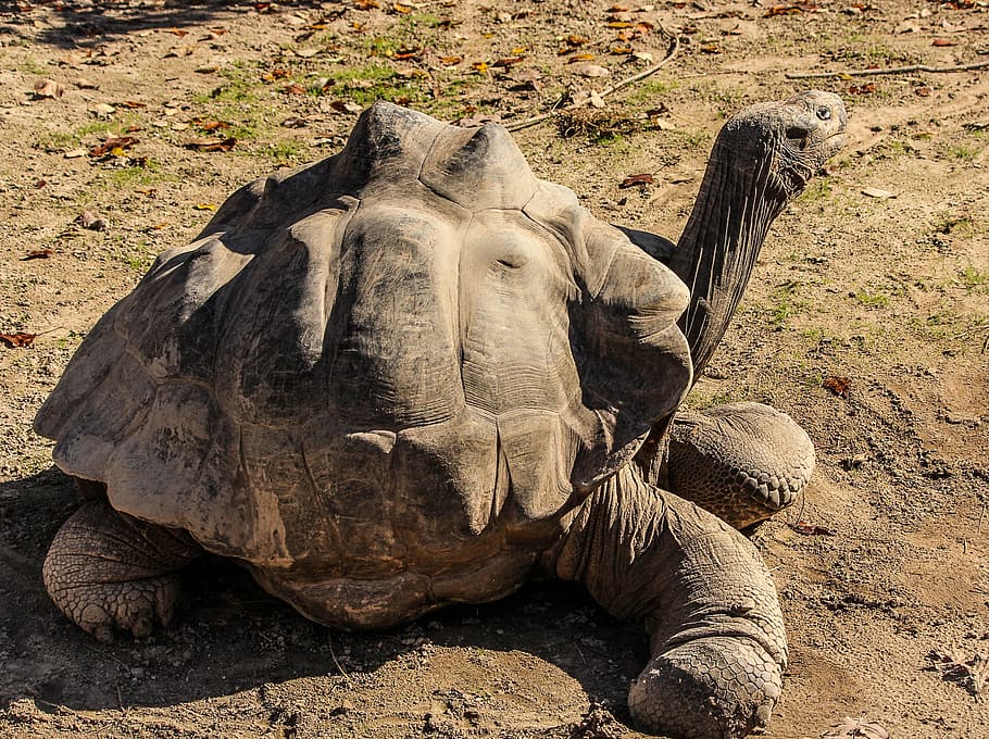tortoise near grasses, Tortoise, Turtle, galapogas tortoise, giant tortoise, chelonoidis nigra, galapogas islands, animal, wildlife, wild