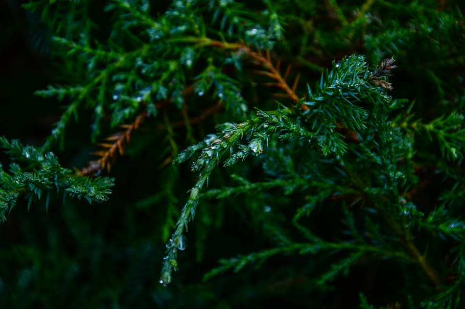 closeup, pine tree, leaves, macro, photography, green, leaved, tree, trees, branches